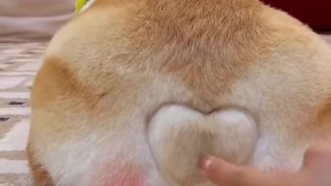 Funny Dog Horn 😆😆