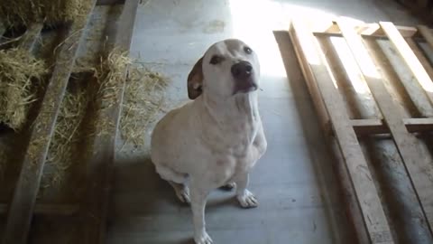 Jethro the Venus Ranch Welcome Committee President and protector of the hay barn.