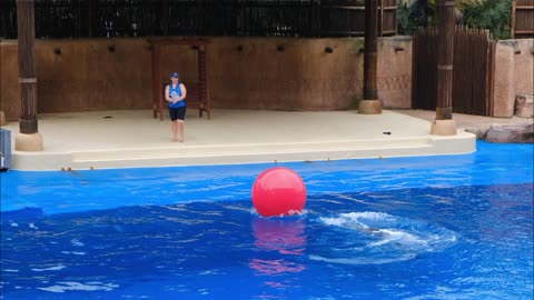 Dolphin play ball with cute girl