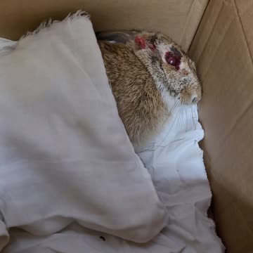 Injured rabbit waiting for help