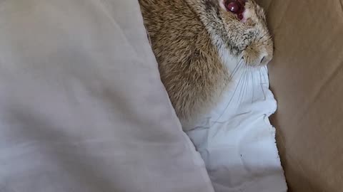 Injured rabbit waiting for help