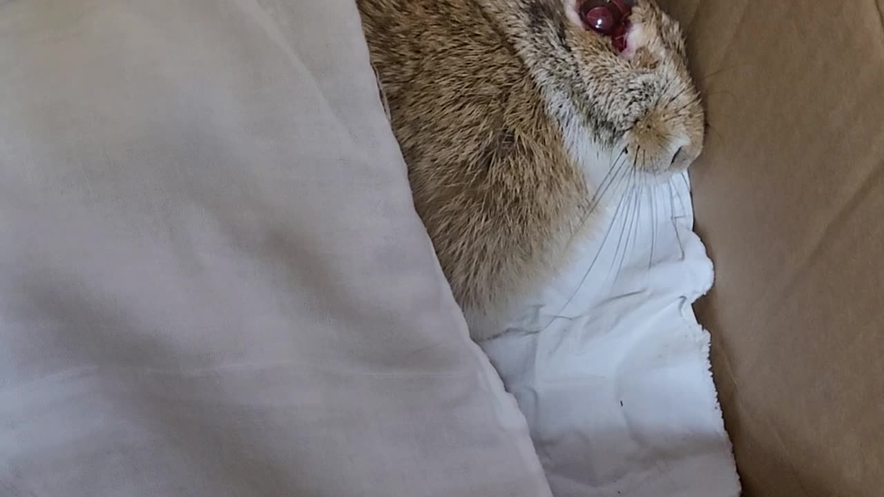 Injured rabbit waiting for help