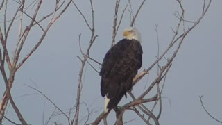 271 Toussaint Wildlife - Oak Harbor Ohio - Thank You Mighty Eagle