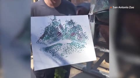 San Antonio Zoo organized painting session for their hippos Zookeepers put non-toxic paint on hippos