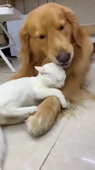 Doggo taking his friend cat a bath. #shorts