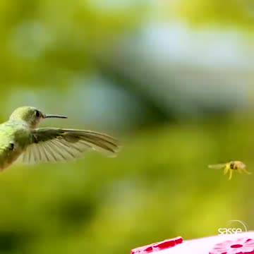 common scene in nature in slow motion 🤩