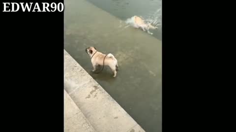 funny video of dog getting into water