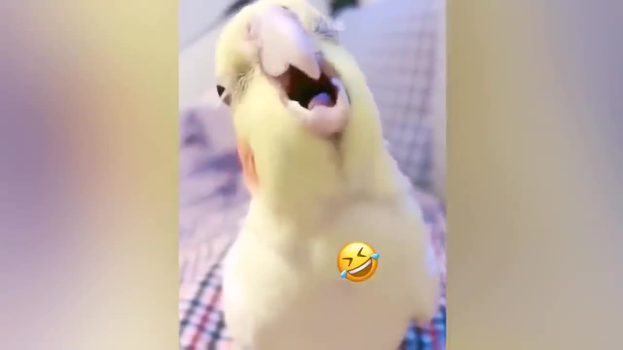 Smart And Funny Parrots Parrot Talking Videos Compilation P1 Super Dogs