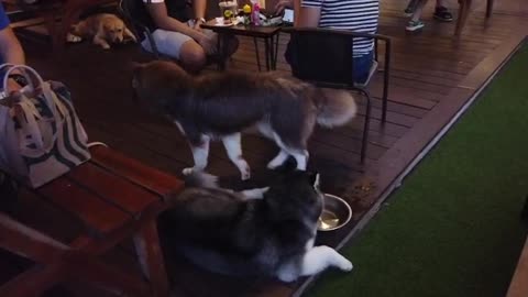 Funny Husky in Indonesia