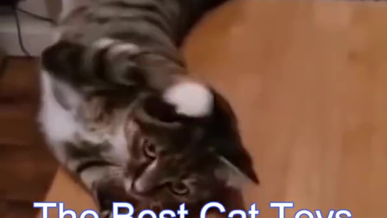 cute and funny cat