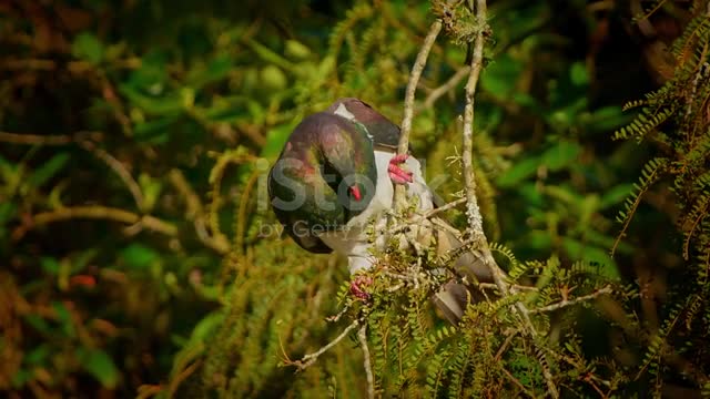 feeding Big pigeon species typical for New Zealand eating green leaves from the tree.