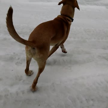 dogs having fun in the snow