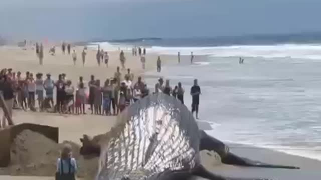 Big fish on the beach 🏖