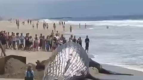 Big fish on the beach 🏖