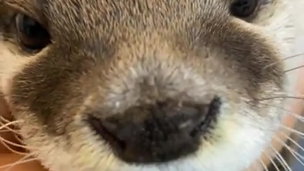 An otter grabs my hand and appeals for me to pet him