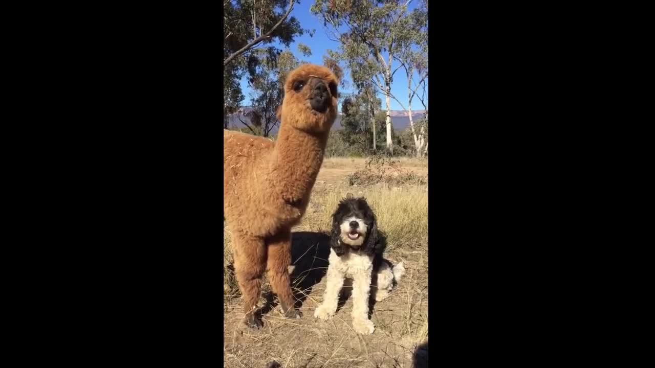 cute lama and dog eating food together