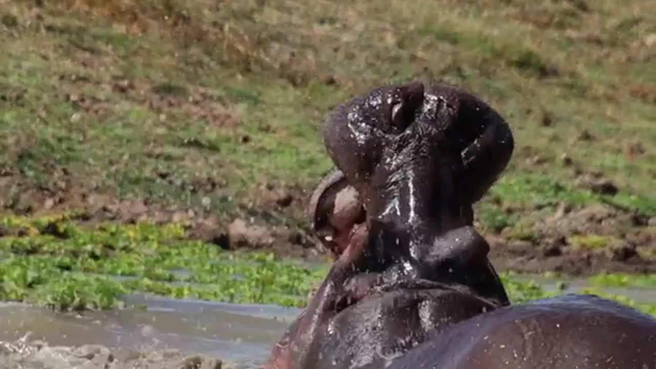 Hippos fighting