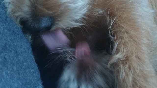 dogs in love. I love you