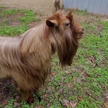This Goat can really talk