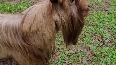 This Goat can really talk