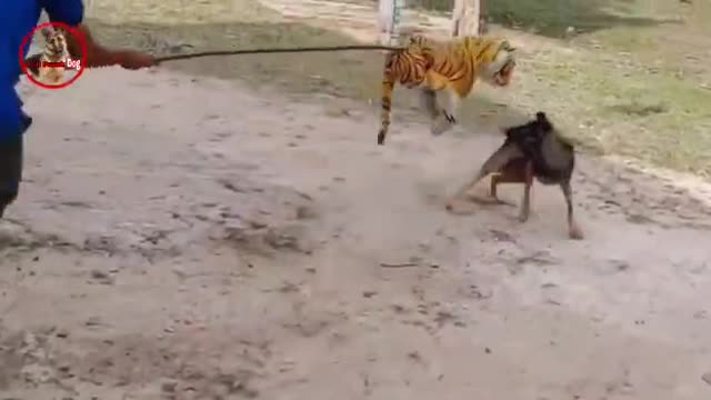 Prank dog & fake Lion and Fake Tiger Prank To dog | Videos Troll 2022