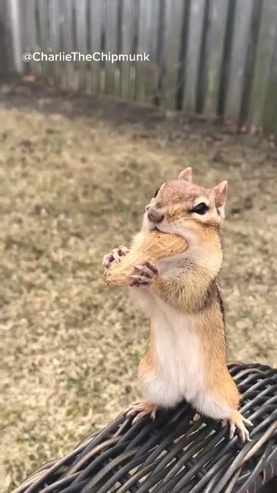 Charlie The Chipmunk 2