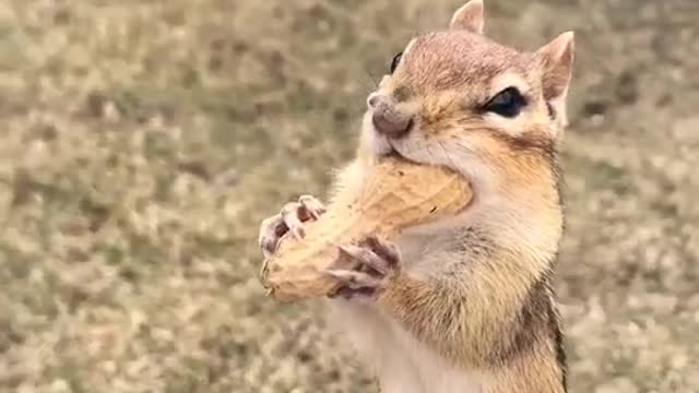 Charlie The Chipmunk 2