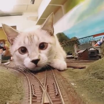 Transportation hazards 🤣