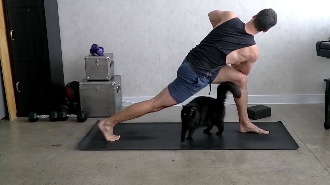 Cats Interrupting Yoga