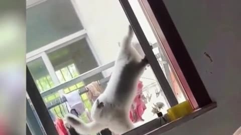 Kitties doing Crazy Things