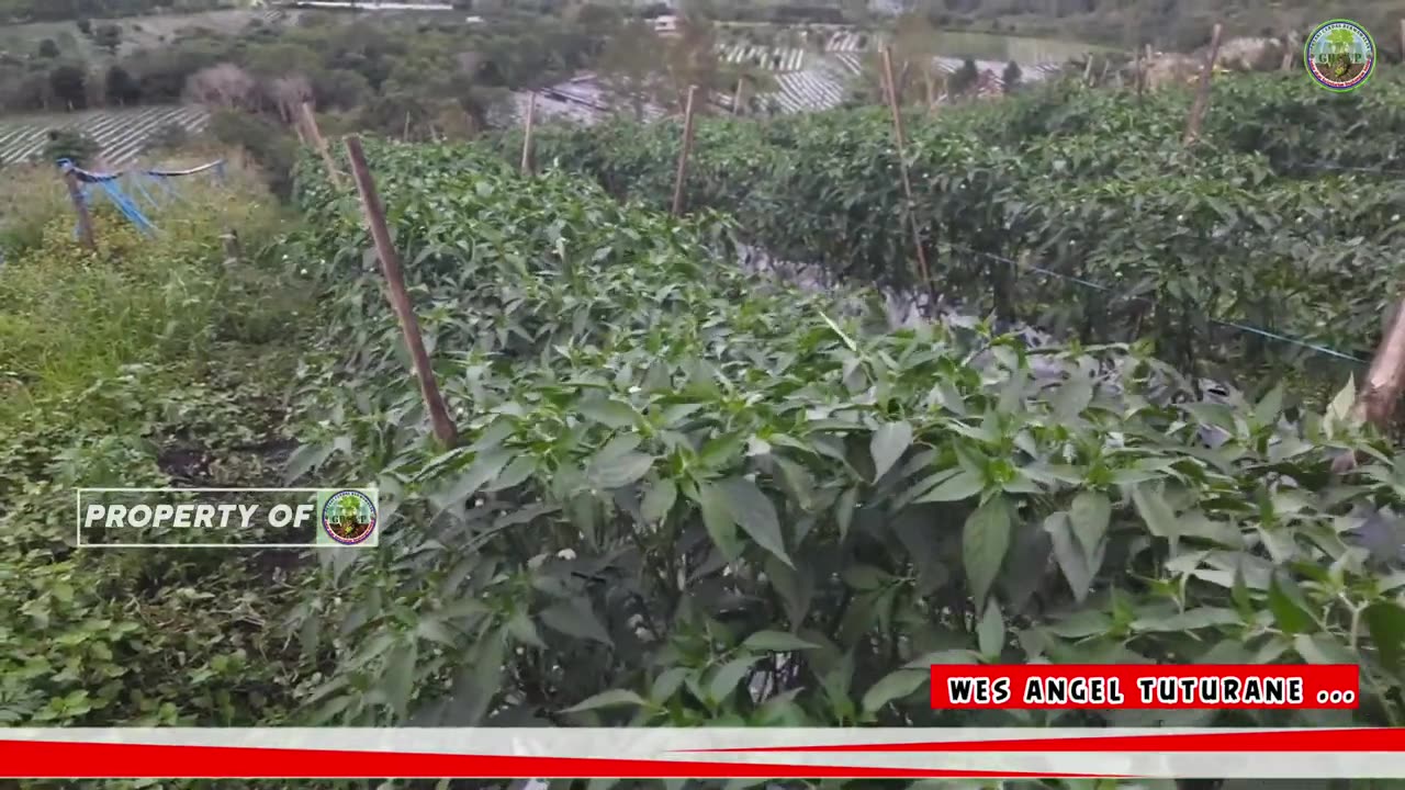 chili plants in central aceh