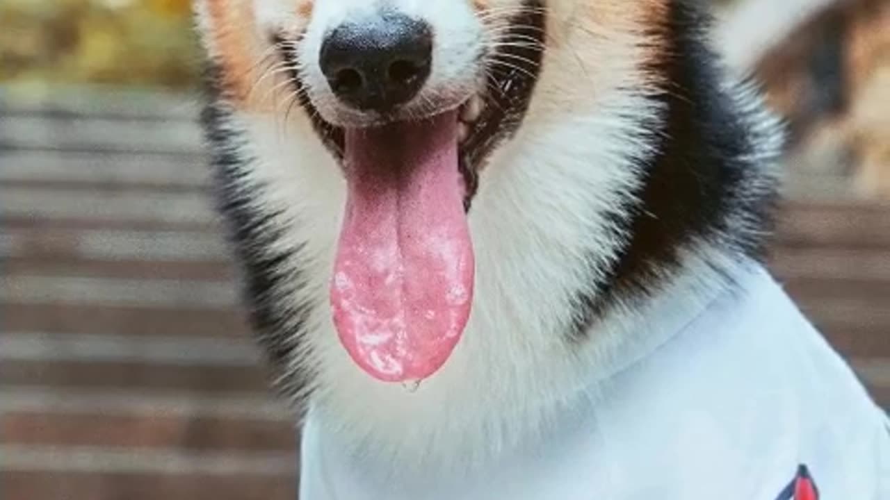 5 gift ideas to try for your dog