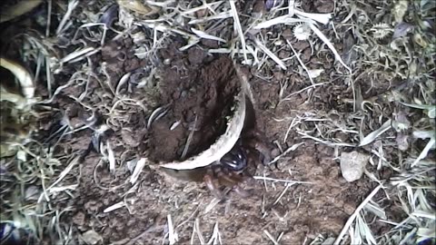 Trapdoor Spider Lunges For A Green Moth