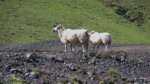 Iceland Vik area sheep standing