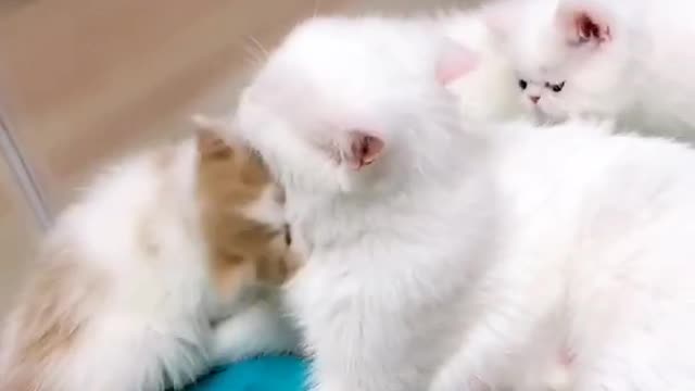OMG So Cute Cats ♥ Best Funny Cat ❤️🐈Videos 2021 #shorts
