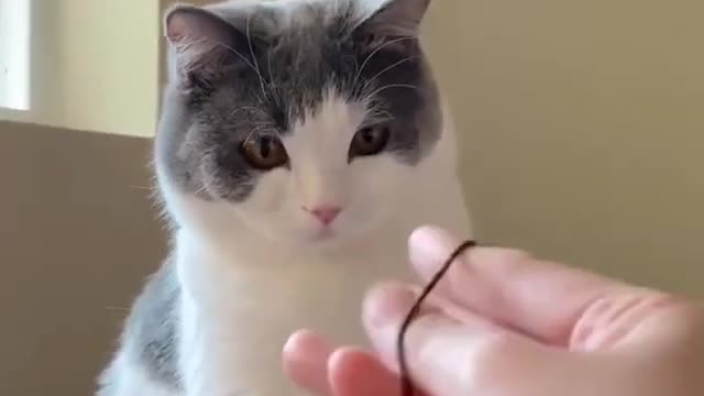 Cute cat shocked by human doing trick with rubber band