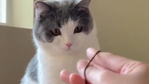 Cute cat shocked by human doing trick with rubber band