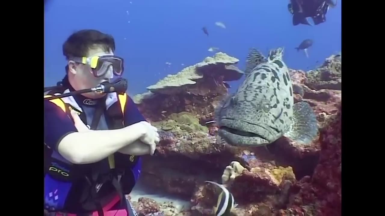 Fish - Reef Life of the Andaman