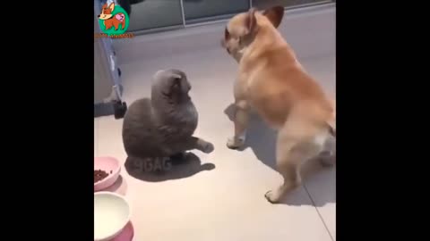 Funny animal videos