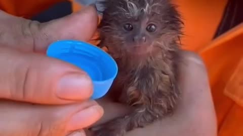 Firefighters in Brazil rescued a baby marmoset from a forest fire in Pau Furado State Park