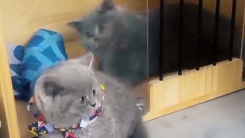 Funny Animal videos That Will Make You Laugh