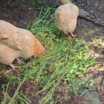 OMC! Feathered friends sampling field greens during feeding - How do they know what's good? #shorts
