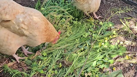 OMC! Feathered friends sampling field greens during feeding - How do they know what's good? #shorts