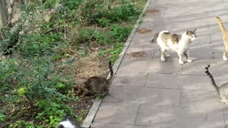 streets cats in Antalya