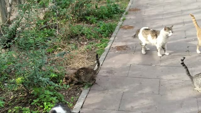 streets cats in Antalya