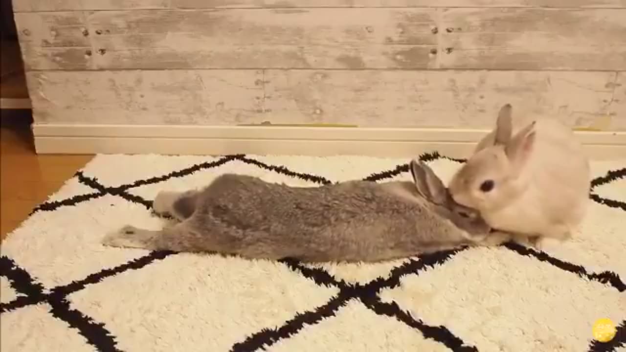 Cute rabbits cuddling with each other.