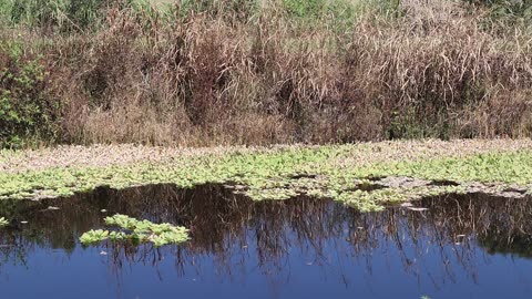 Alligator Fun