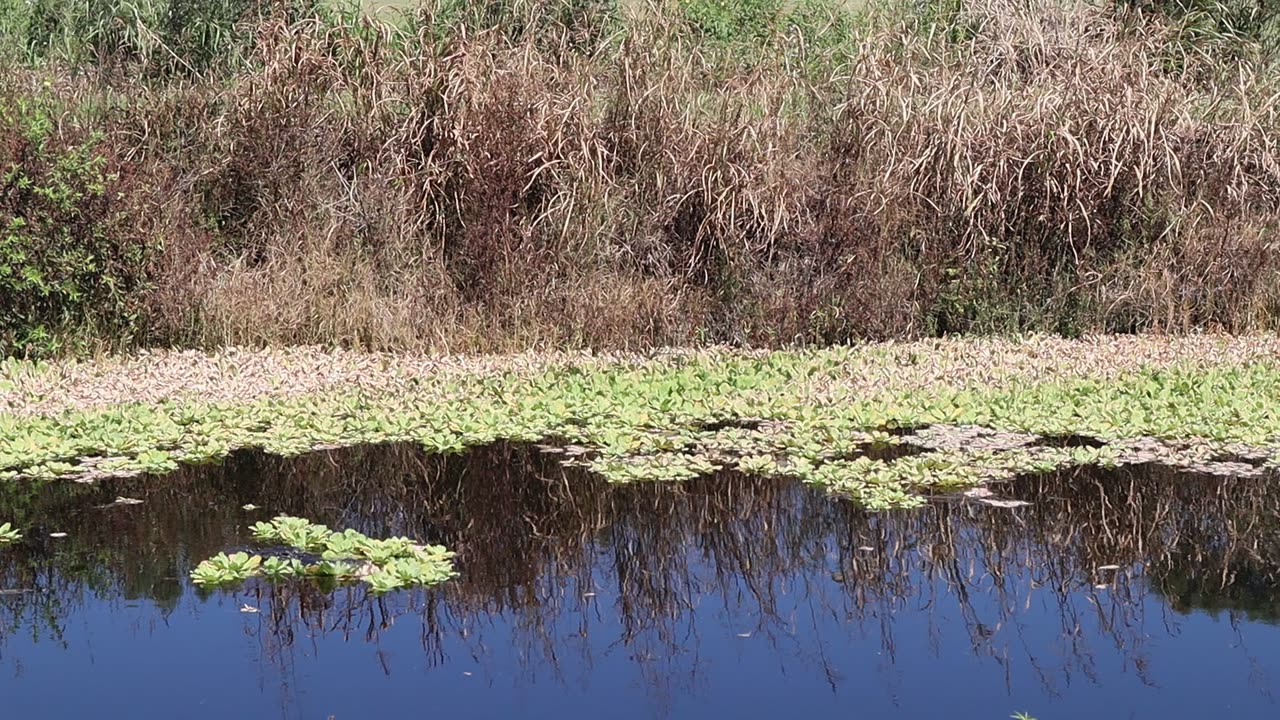 Alligator Fun