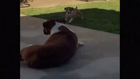 Funny dogs doing funny things