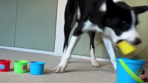 Border Collie Loves Stacking Cups